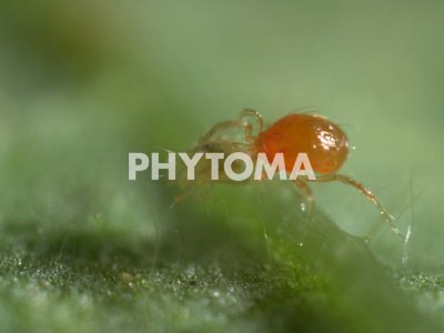 Phytoseiulus persimilis